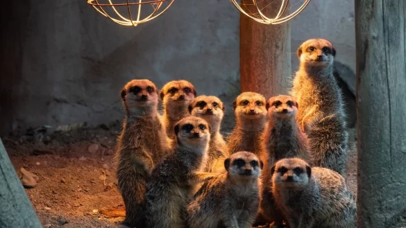 Tier-Patenschaften im Zoo - &copy; Foto: Julian Stratenschulte/dpa