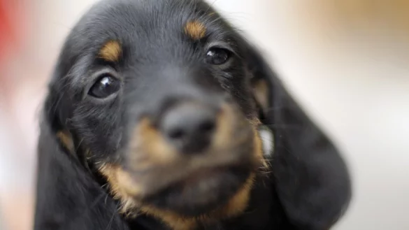 Dackel - &copy; Foto: Klaus-Dietmar Gabbert/dpa