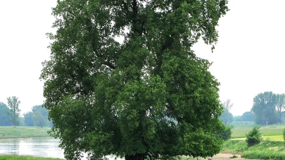 Flatter-Ulme ist Baum des Jahres 2019 - &copy; Foto: Roloff