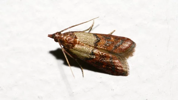 D&ouml;rrobstmotte - &copy; Foto: Andrea Warnecke