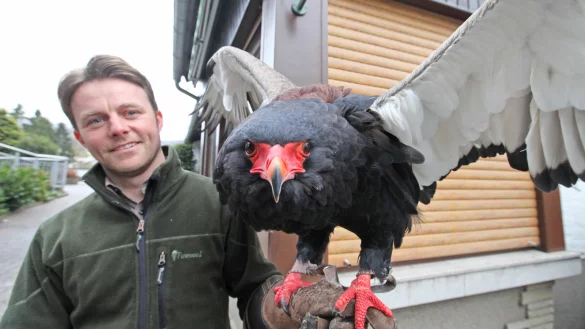 Falkner Benjamin Aschmann mit Gaukler Gauki
auf dem Arm. Das Tier ist auf dem Bild etwa 67 Jahre alt. - &copy; Vera Gerstendorf-Welle