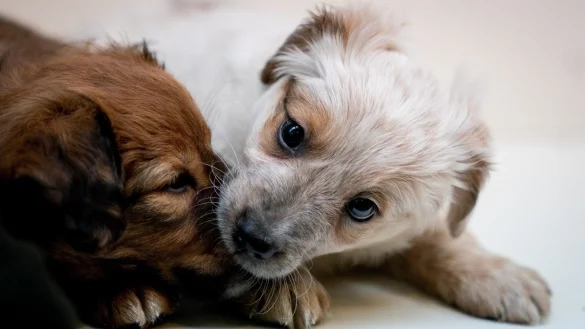 Die Familie im Urlaub, die Tiere ins Heim: Die Tierheime k&ouml;nnen sich in den Ferienwochen kaum retten. - &copy; dpa