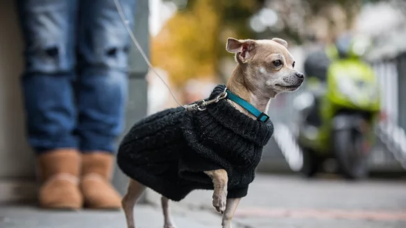 Hund mit Pullover - &copy; Foto: Frank Rumpenhorst/dpa