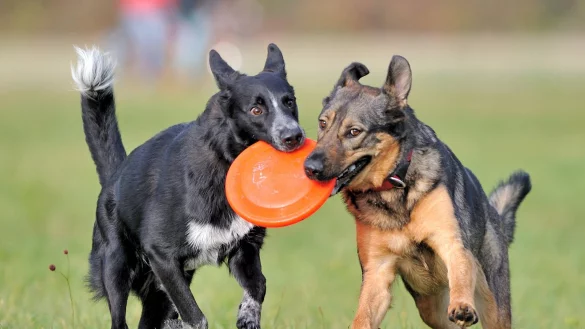 Unbeschwertes Vergn&uuml;gen: Nicht &uuml;berall sollten Hunde aktuell ohne Leine herumtollen. - &copy; dpa