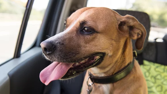 Ein Hund sitzt im Auto - &copy; Foto: Robert G&uuml;nther/dpa-tmn