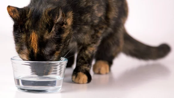 Wasser trinken - &copy; Foto: Kai Remmers