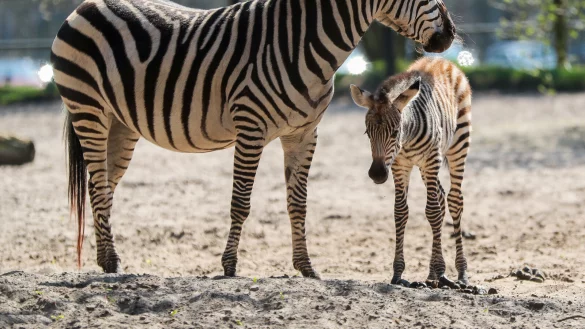 Das Zebra-Fohlen mit seiner Mutter. Sie leben im Tierpark Str&ouml;hen. - &copy; Tierpark Str&ouml;hen
