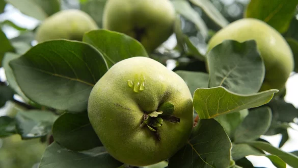 Quitten - &copy; Foto: Andrea Warnecke