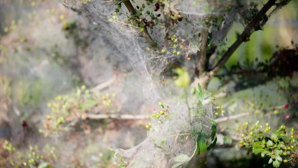 Busch mit Gespinst - &copy; Foto: Kay Nietfeld