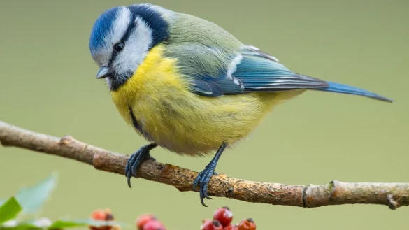 Blaumeise - &copy; Foto: Patrick Pleul/dpa-Zentralbild/dpa
