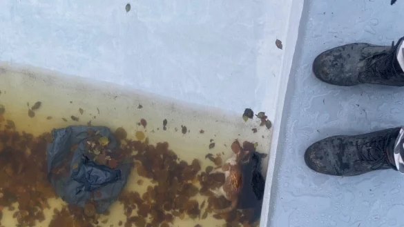 Ein Müllsack und zwei tote Katzen lagen in einem Pool in Warburg. Die Gartenbesitzerin hat Anzeige erstattet. Foto: Privat - © Privat