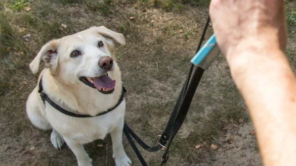 Bei wem bleibt der Hund? - &copy; Foto: Christin Klose/dpa-tmn/Illustration