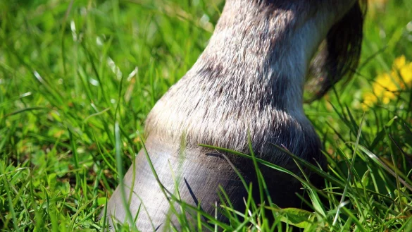 Kein idyllisches Leben: In Billinghausen hat ein bislang ubekannter T&auml;ter ein Pferd verletzt. - &copy; Pixabay