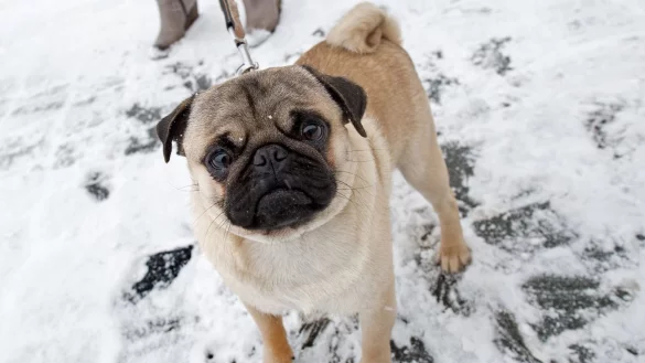 Mops - &copy; Foto: Arno Burgi/dpa-Zentralbild/dpa