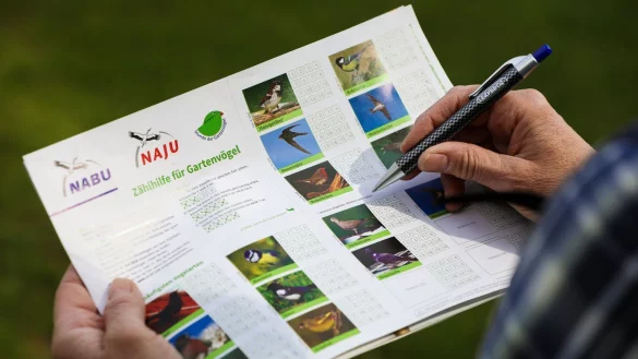 Vogelz&auml;hl-Aktion &laquo;Stunde der Gartenv&ouml;gel&raquo; - &copy; Foto: Mohssen Assanimoghaddam