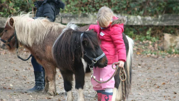 Judith Manicke schlie&szlig;t bereits Freundschaft mit einem Pony. Die Kurse starten Ende Februar. - &copy; Ponyfreunde Lippe/Sylvia Frevert