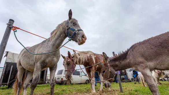Tier ohne Mensch im Regen: Beim Viehmarkt machen sich die Besucher und die Aussteller gleicherma&szlig;en rar. - &copy; Torben Gocke