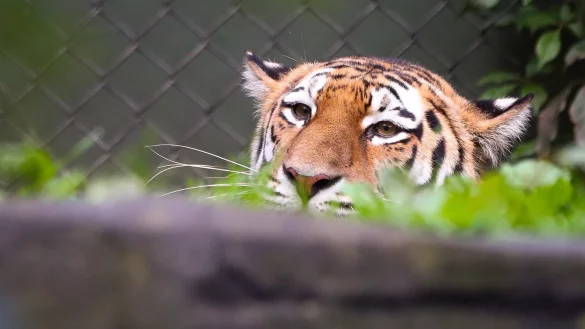 Tiger - &copy; Foto: Christian Charisius/dpa/Symbolbild