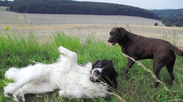 Gute Aussichten f&uuml;r die rund 800 Barntruper Hunde und ihre Besitzer: die Stadt will ein Grundst&uuml;ck im Barntruper S&uuml;den kaufen und vermutlich noch im n&auml;chsten Jahr eine Hundewiese errichten. - &copy; Sylvia Frevert