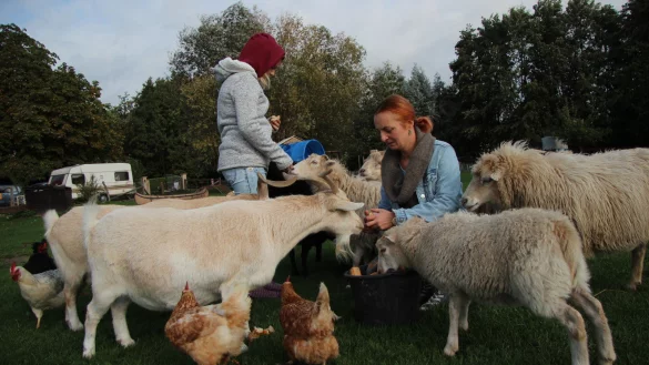 Auf der gro&szlig;en Weide am Haus lassen es sich viele Tiere gut gehen. Jennifer Bierhenke und Tochter Lina f&uuml;ttern Schafe und Ziegen, vom Brot wollen auch die H&uuml;hner und G&auml;nse etwas abhaben. - &copy; Katrin Kantelberg