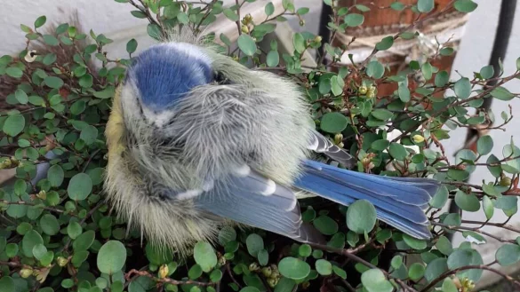 Eine Blaumeise sitzt im Blumentopf von Margret Grunwald aus Blomberg-Maspe. Die 82-J&auml;hrige hat sich &uuml;ber den zutraulichen Besucher sehr gefreut und gleich die Kamera gez&uuml;ckt. - &copy; Margret Grunwald
