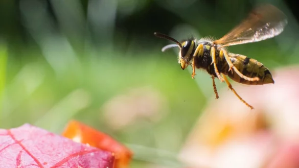 Wespe - &copy; Foto: Julian Stratenschulte/dpa