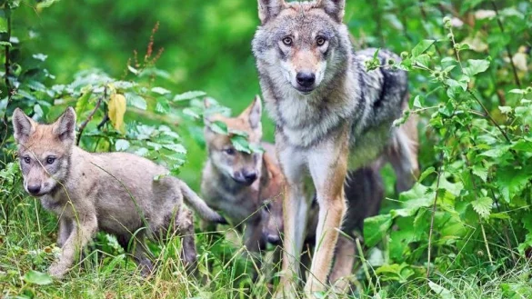 Einzelne W&ouml;lfe gibt es auch in OWL sowie in Gefangenschaft, wie hier im Bielefelder Tierpark Olderdissen. - &copy; Sarah Jonek