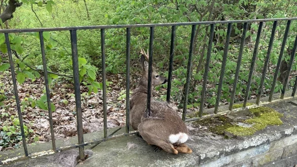 Stecken geblieben ist ein Rehbock in einem Gitter bei der &Uuml;berquerung der Wiedenbr&uuml;cker Stra&szlig;e im Kreis G&uuml;tersloh. - &copy; Kreispolizeibeh&ouml;rde G&uuml;tersloh