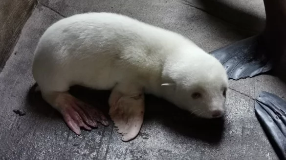 Seeb&auml;renbaby - &copy; Foto: ---/Hagenbeck/dpa