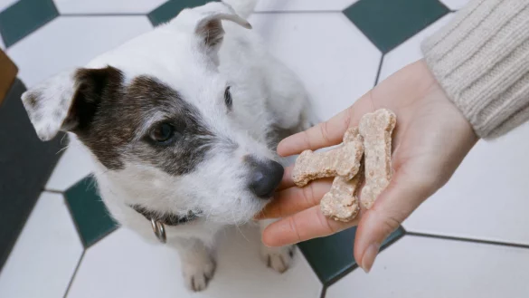 Hundekekse f&uuml;r Wuffi - &copy; Foto: Markus Scholz/dpa-tmn