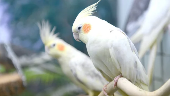 Nymphensittiche - &copy; Foto: Caroline Seidel