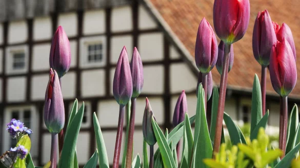 Mit einem Familienfest startet das Freilichtmuseum in die Saison. - © LWL