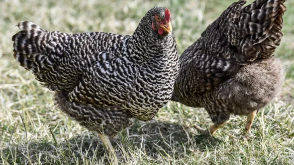 H&uuml;hner - &copy; Foto: Kirsten Neumann/dpa-tmn