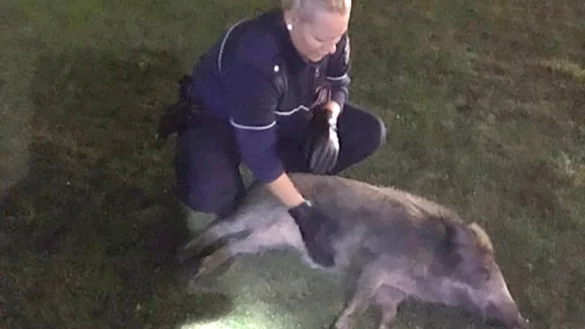 Besonderer Einsatz: Eine Polizeibeamtin krault den Keiler, der sich vor einem Schnellimbiss herumtrieb. - &copy; Kreispolizeibeh&ouml;rde Soest/ dpa