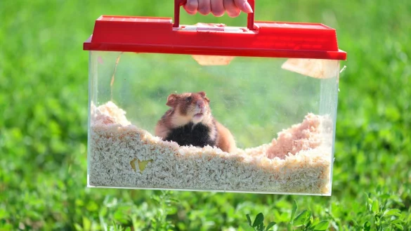 Feldhamster - &copy; Foto: Uwe Anspach