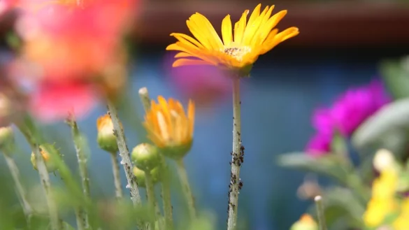 Blattlaus-Plage beginnt - © Foto: Karl-Josef Hildenbrand/dpa-tmn