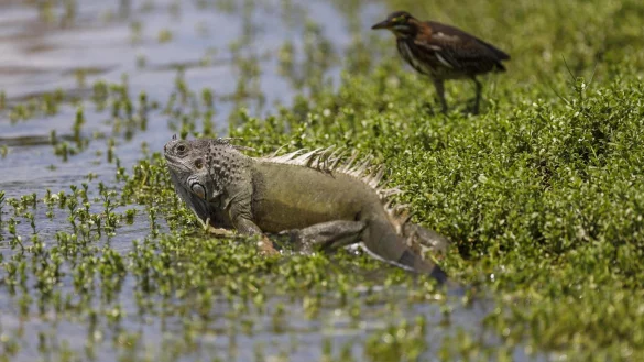 Leguane in Florida - &copy; Foto: Greg Lovett/Palm Beach Post via ZUMA Wire/dpa