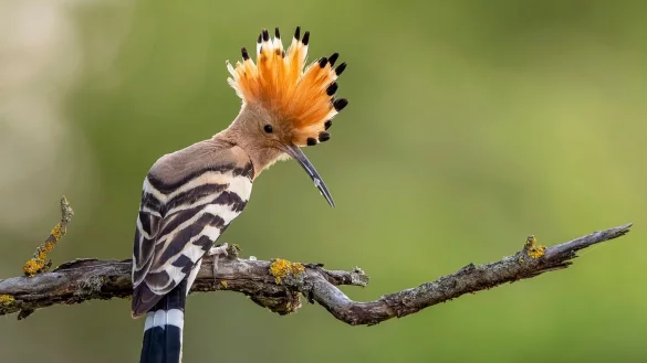Wiedehopf - &copy; Foto: Paul Gl&auml;ser/NABU/CEWE/dpa