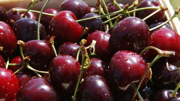 Kirschen - &copy; Foto: Nestor Bachmann/dpa-tmn