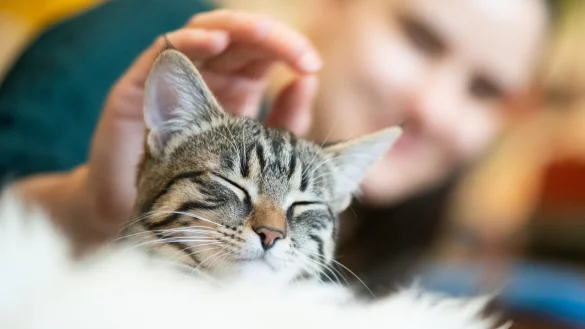 Hauskatze - &copy; Foto: Franziska Gabbert/dpa-tmn/dpa