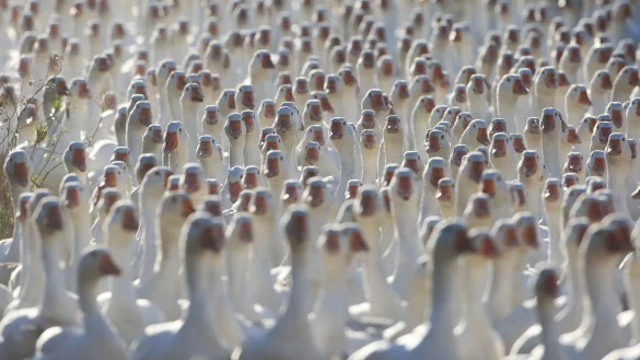 Nachfrage nach G&auml;nsen hoch - &copy; Foto: Matthias Bein/dpa-Zentralbild/dpa