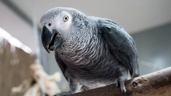 K&ouml;rpersprache von Papageien - &copy; Foto: Alexander Heinl/dpa-tmn