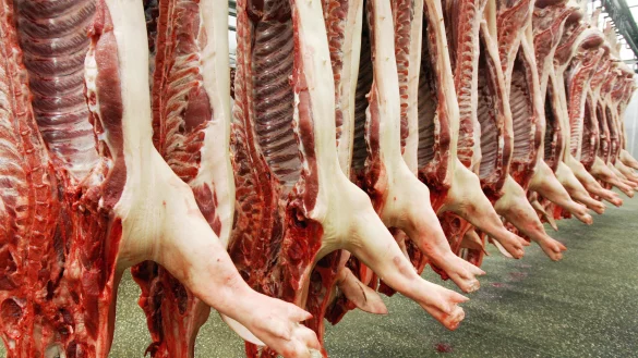 Fleisch ist eine Massenware geworden, die billig produziert wird. Durch Corona sind die Missst&auml;nde bei dem Gro&szlig;schlachthof T&ouml;nnies ans Licht gekommen. Aber es fehlt an Alternativen, zum Beispiel an kleineren Schlachtanlagen vor Ort. Dadurch k&ouml;nnten lange Tiertransporte vermieden werden. - &copy; Ronald Wittek/dpa