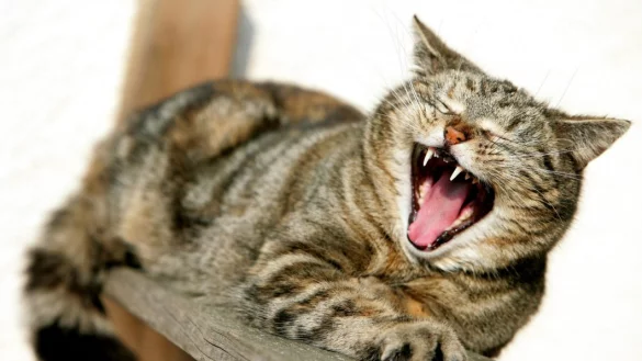 Kann Steuervorteile bringen: Wird die Katze im eigenen Haus betreut, istdas absetzbar. Das gilt auch f&uuml;r andere Tiere. - &copy; Foto: dpa