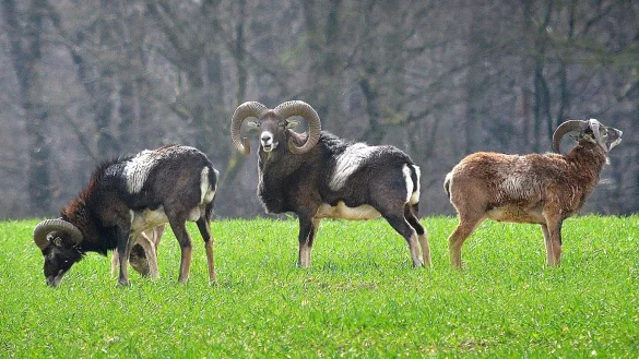 Immer wieder ein starker Anblick: Die Mufflonherde auf der Nordseite des Teutoburger Waldes. - &copy; Andreas Fr&uuml;cht
