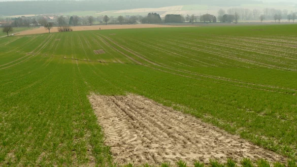 Eine Ausgleichsmaßnahme sind so genannten Lerchenfenster. Das sind gezielt angelegte Fehlstellen im Getreideacker. Sie bleiben auch später, wenn das Getreide hoch steht, frei und dienen dann als Anflugschneise und sicherer Landeplatz für Feldlerchen, die dann im umliegenden Getreide ungestört ihre Brutplätze anlegen können. - © wikipedia/Arieswings