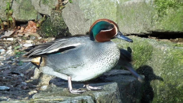 Die Krickente gehört zu den Tieren, die im Naturschutzgebiet Heipker See leben oder sich dort angesiedelt haben, seit es unter Naturschutz steht. - © NABU Leopoldshöhe