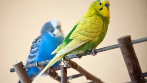 Wellensittiche - &copy; Foto: Andrea Warnecke/dpa-tmn
