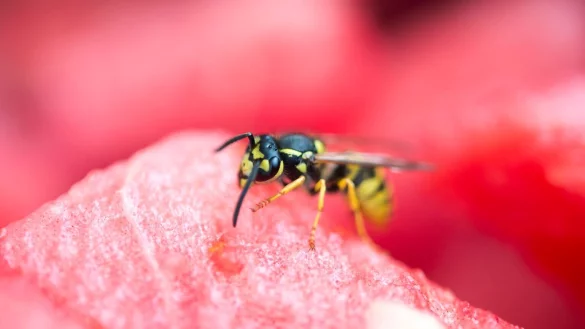 Wespen brauchen Eiwei&szlig; und Zucker - &copy; Foto: Inga Kjer/dpa-tmn