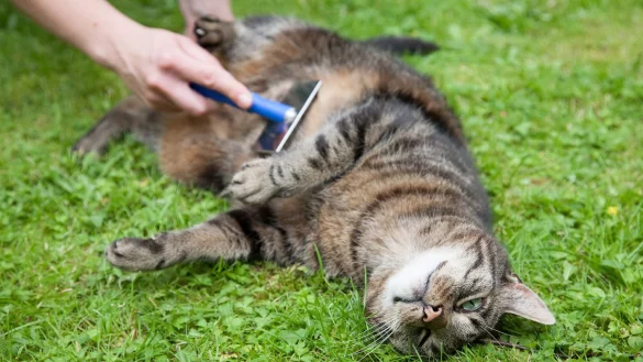 Fellwechsel - &copy; Foto: Kai Remmers